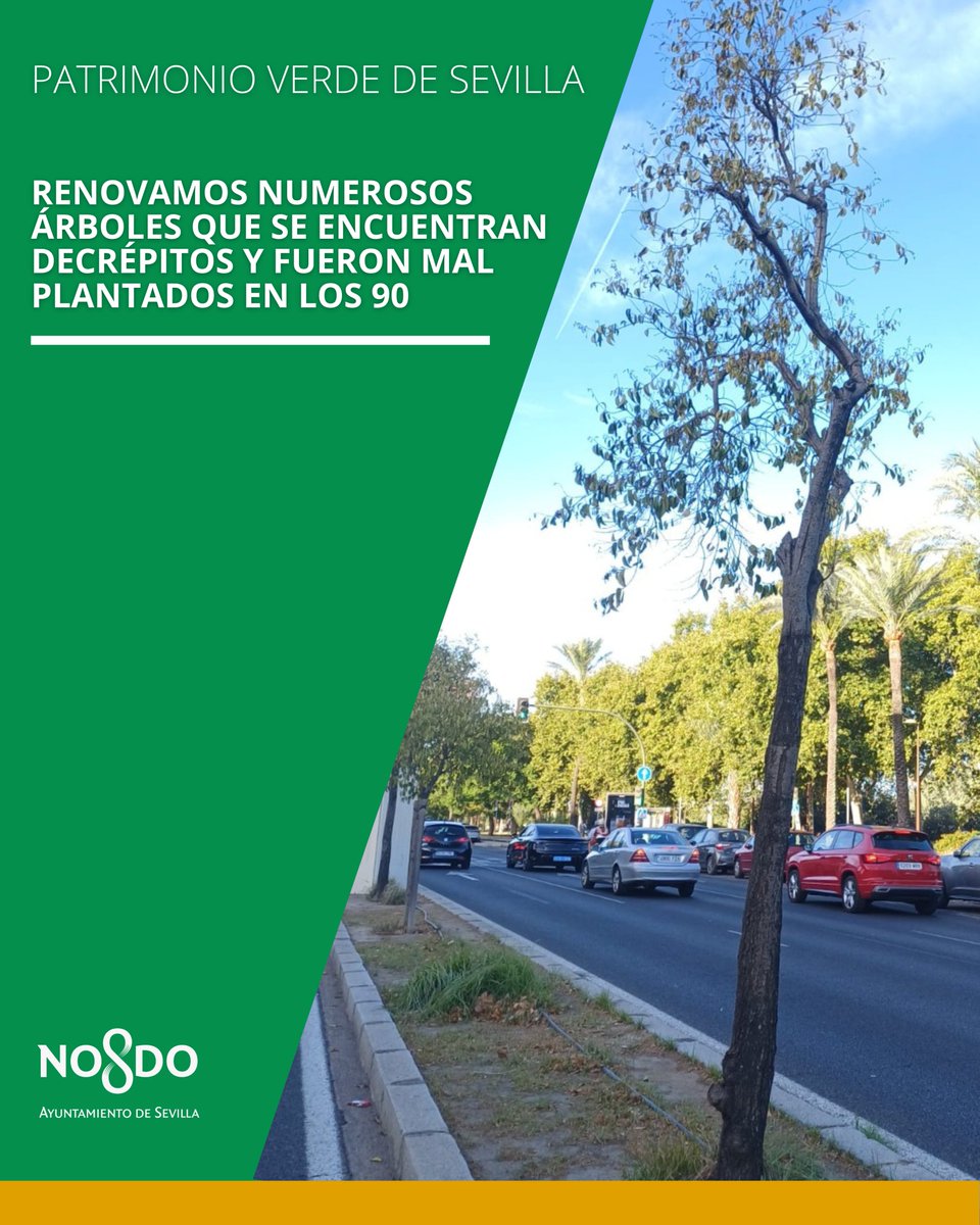 ¿Vas a pasar por Torneo estos días? 

🌳✅Estamos empezando a transformar la mediana para convertirla en un gran corredor verde con árboles acordes al clima de Sevilla y sustituyendo muchos enfermos desde hace décadas y mal plantados en los 90.

Aquí te lo explicamos en un hilo⬇️