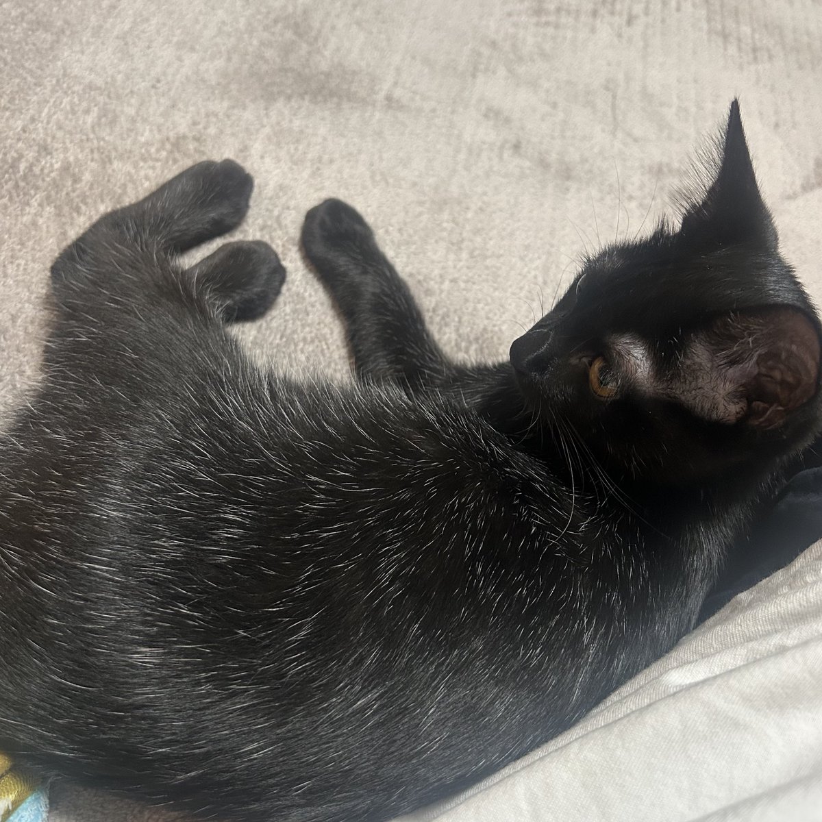 atpc_chan's tweet photo. そういや最近猫さん飼い始めました🐈
もうだいぶデカくなったけど☺️
幼少期(1-2枚目)特に2枚目のトムジェリの世界観好き🫶笑 https://t.co/KUXn1IGzVN