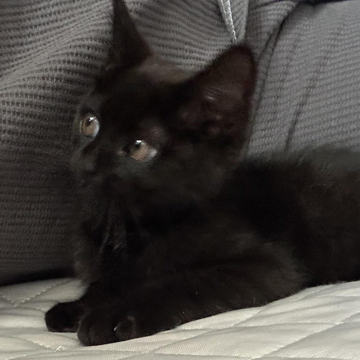 atpc_chan's tweet photo. そういや最近猫さん飼い始めました🐈
もうだいぶデカくなったけど☺️
幼少期(1-2枚目)特に2枚目のトムジェリの世界観好き🫶笑 https://t.co/KUXn1IGzVN