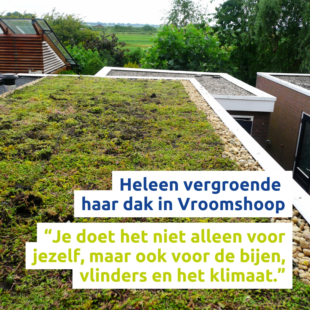 Heleen vergroende haar dak in Vroomshoop: “Je doet het niet alleen voor jezelf, maar ook voor de bijen, vlinders en het klimaat.” 🐝🌿 

Benieuwd naar Heleen haar verhaal? Lees het hele artikel via: twenterand.nl/tegen-hittestr… en ga zelf ook voor groen!