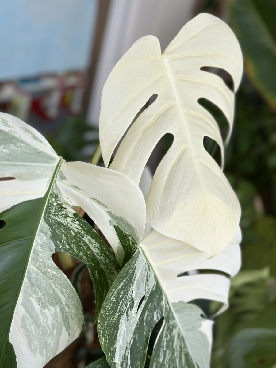 영롱하게 고스트🤍😇 물주기 한바퀴하고 남긴다는게 다저녁되서 찍어봄스.. 이제 탈일만 남았겠됴.. 왜고스트 왜나와😂😭 낼 밝을때 다시 사진 남겨놔야짓🥰