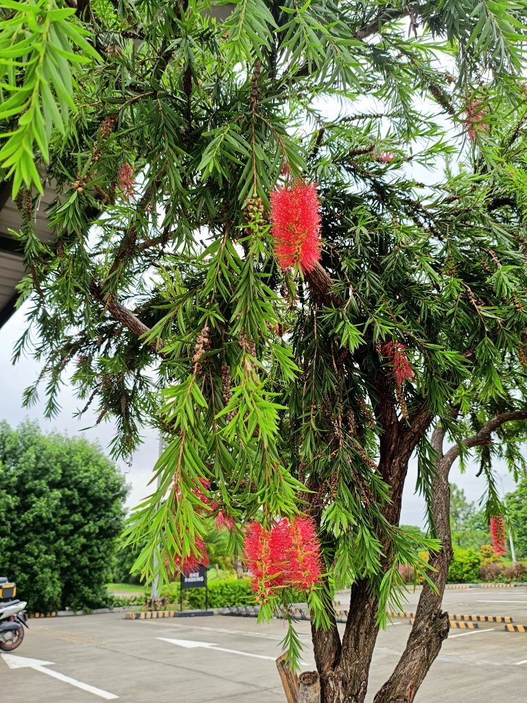Showcasing its distinctive red, brush-like flowers and lance-shaped leaves.
Crimson blooms bringing a splash of color to the everyday. Hello, beautiful Bottlebrush!

#photography #NatureLover #treesphotography  #mysnaps 📸