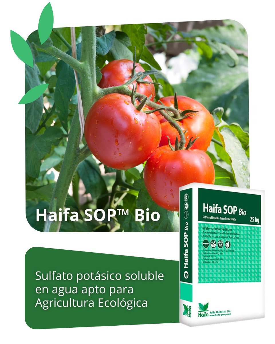⚠ ¿Cultivos sensibles a la salinidad?
🌿 Haifa SOP™ Bio es la solución ideal para una nutrición potásica eficiente, incluso en condiciones difíciles.
Este sulfato potásico soluble en agua, sin nitrógeno ni cloro, es perfecto para cultivos exigentes