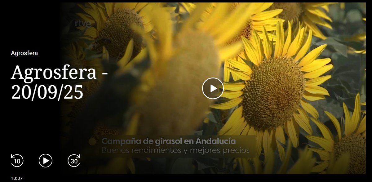 🌻Reportaje en <a href="/rtve/">RTVE</a> sobre la Campaña del #Girasol 

🎥Programa <a href="/agrosfera_tve/">Agrosfera</a>  del   20/09/2025. Intervienen Manuel Onieva, director de <a href="/CoesagroEcija/">Coesagro</a>  y Fernando Rodríguez, Ingeniero Agrónomo en Coesagro. Del 13’35’’ al 14’52’’.

🌐yourls.agroalimentarias-andalucia.es/VCylE6Wbe