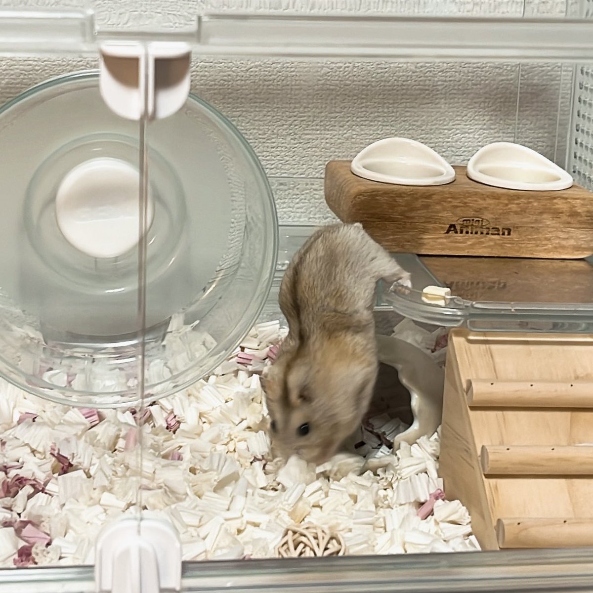 やんちゃピーナッツ