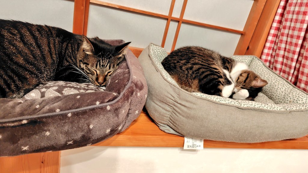 眠い…眠い…🐈🐈💤💤
寝た🐱🐱💤💤
#猫のいる暮らし 
#猫好きさんと繫がりたい