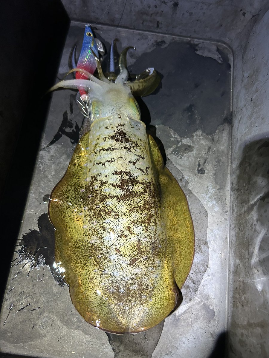 やっぱりナイトはサイズが良いなあ