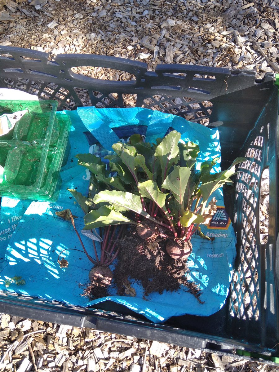 Rainbow_Stars1's tweet photo. We are so excited to harvest our homegrown beetroot, cooking it this week!All grown in our station garden here in Sleaford.
#emrstationadopters
#lpft
#virtualautismhub
#growitcookiteatit https://t.co/HMmU1u3GGL
