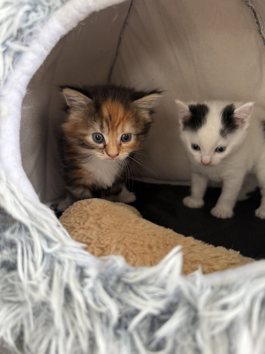 FrankieSk8's tweet photo. My latest foster kittens say hi @KittensCam https://t.co/5TGvQhCNGK