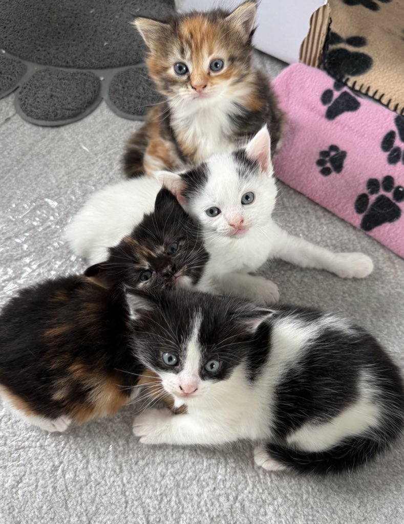 FrankieSk8's tweet photo. My latest foster kittens say hi @KittensCam https://t.co/5TGvQhCNGK