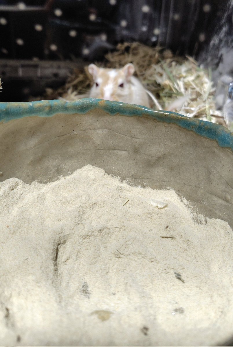 見つめるゴンザ