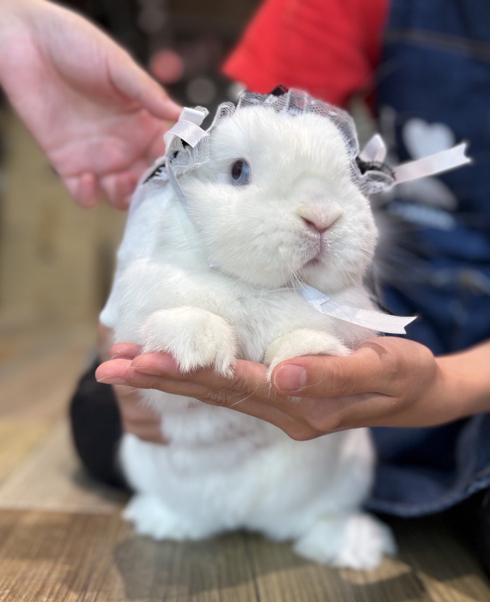 うさぎのしっぽ横浜店 (@sippo_yokohama): 