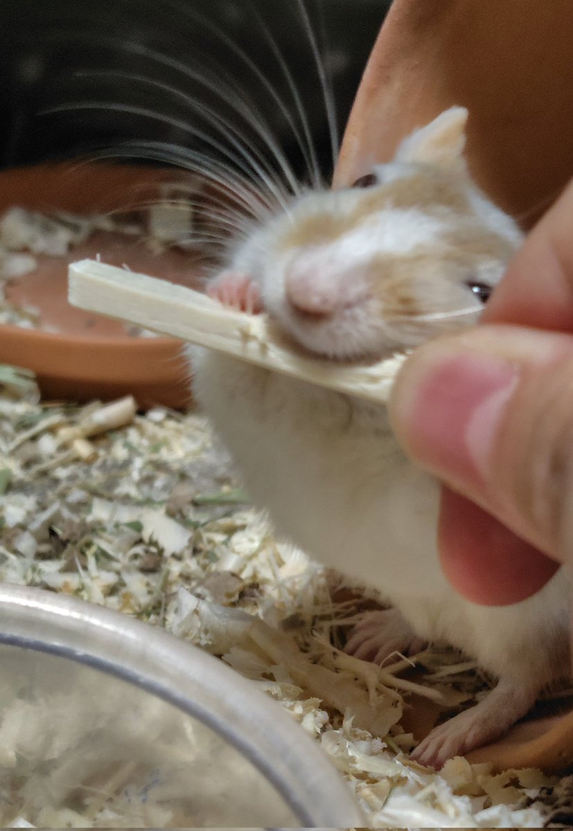 昨日より鼻が大分きれいになってきました。ゴンザは元気に私の手から割り箸を齧っています。食欲もバッチリ