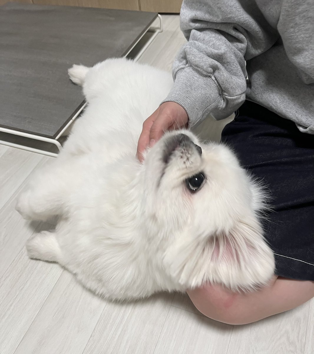 강아지가 인간을 너무너무 사랑할 때 눈빛