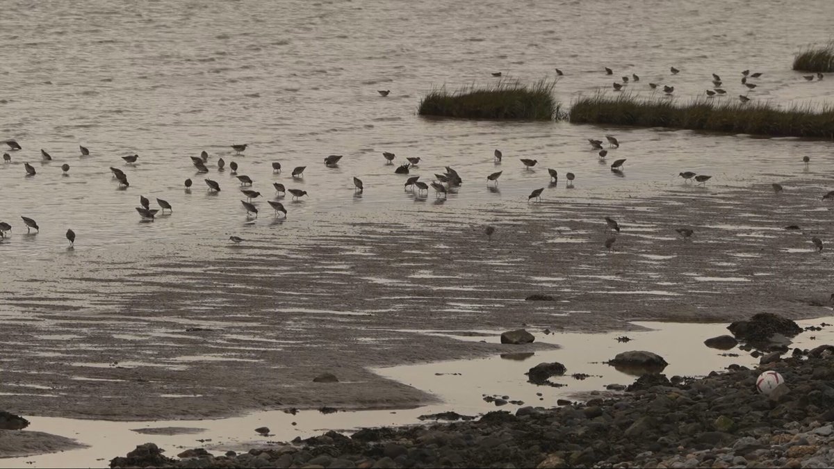 As 10,000 birds make their way to Cleethorpes and the Humberston Fitties as part of their annual migration, visitors are reminded that disturbing them is a criminal offence. Operation Seabird are asking people to stick to footpaths and keep their dogs on a lead.