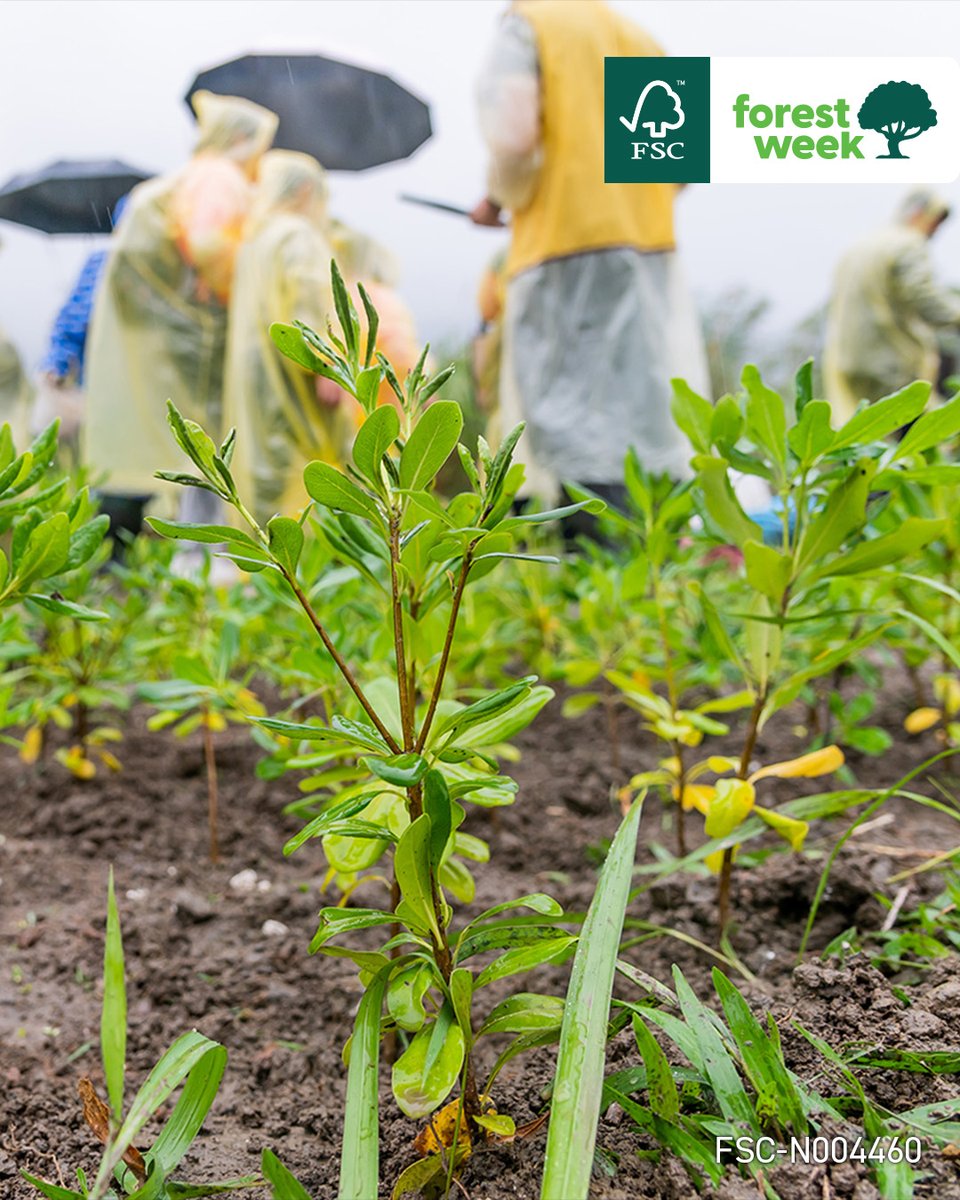 msigaming's tweet image. 🌳Happy Forest Week! 🌳
MSI teams up with FSC to protect forests &amp;amp; our planet. Since 2024, our selected products come with FSC-Mixed packaging, and we’ve joined tree planting &amp;amp; reforestation for 4 years in a row.
Let’s speak up for forests, together! 💚
#FSCForestweek @FSC_IC