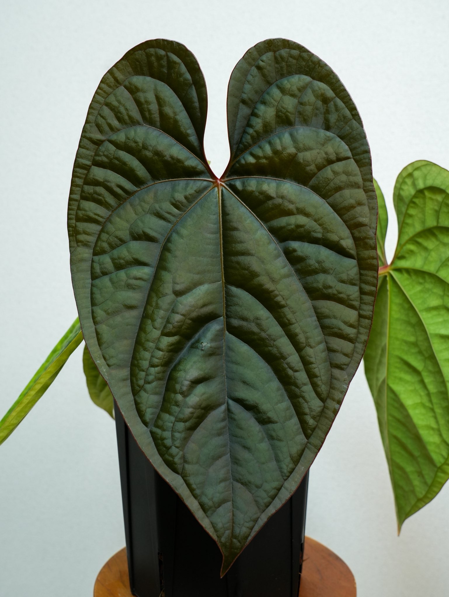 Nori / NPG(Nori Plants Garden) (@nori__plants) / X