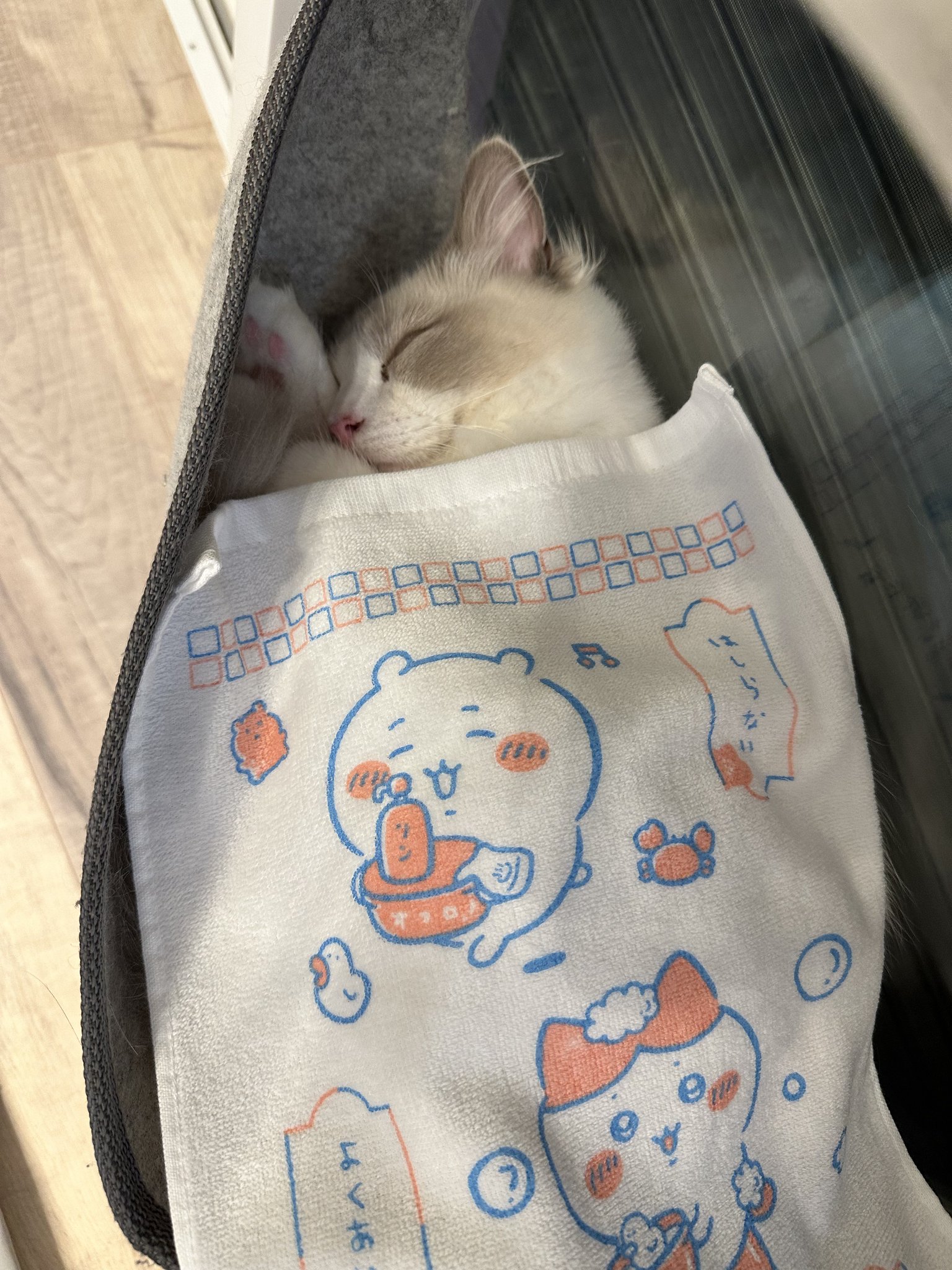 しらす🐟どんぐり🐿️はんぺん🍢 on X: 