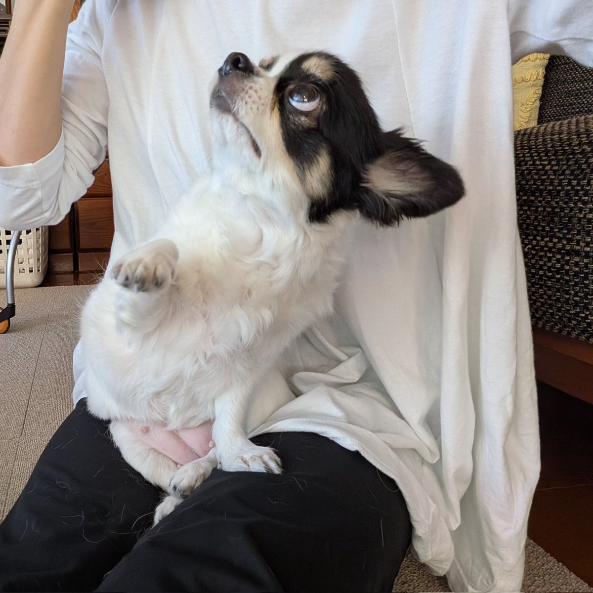 ワンちゃん☆22(日)発送返事休様　オーダーご依頼分 犬用 (@Y6w1erIZKKgi9fE) / Posts / X