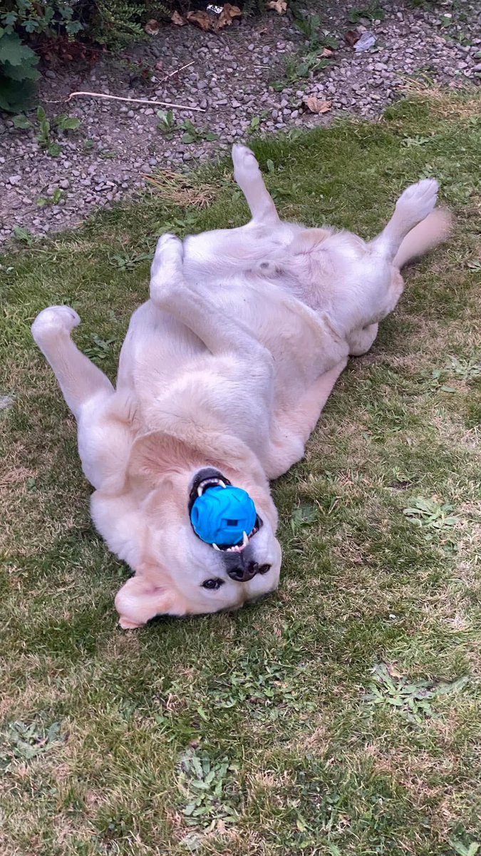 jellybeanjimi's tweet photo. Miss him so much, not a day goes by that I don't wish I could send one more day with him. https://t.co/YHS4crRK00