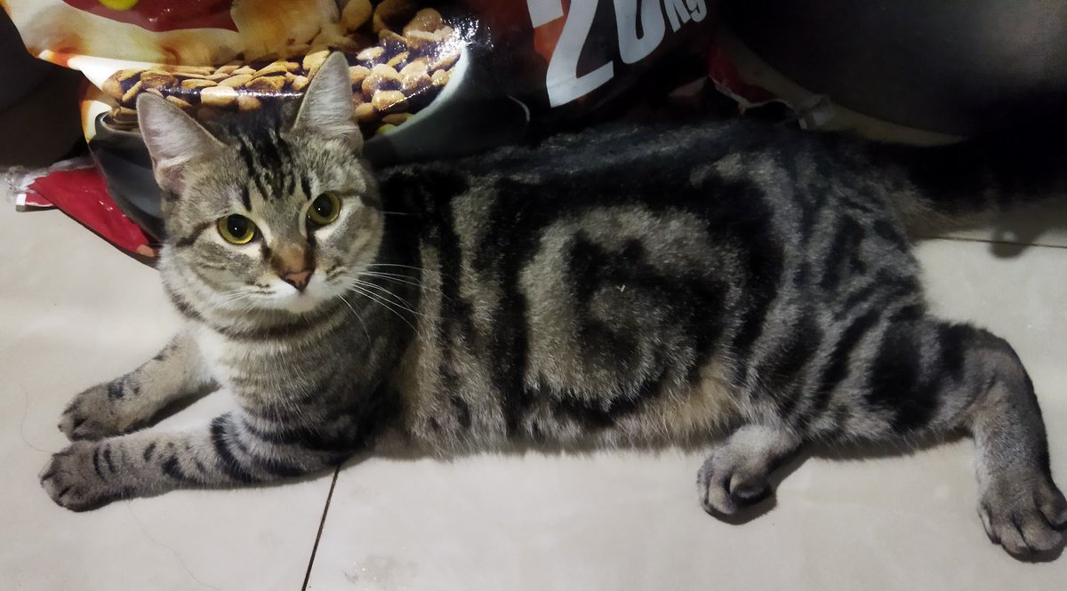 Maxinne!!! Why are you looking at me like that? 😂🥰 

#CatsOfTwitter #AnimalLovers