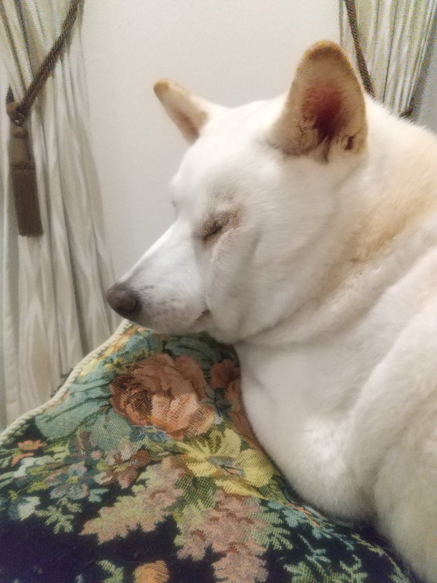 柴犬KOTARO＆パパ (@yokohamakotaro) / Posts / X