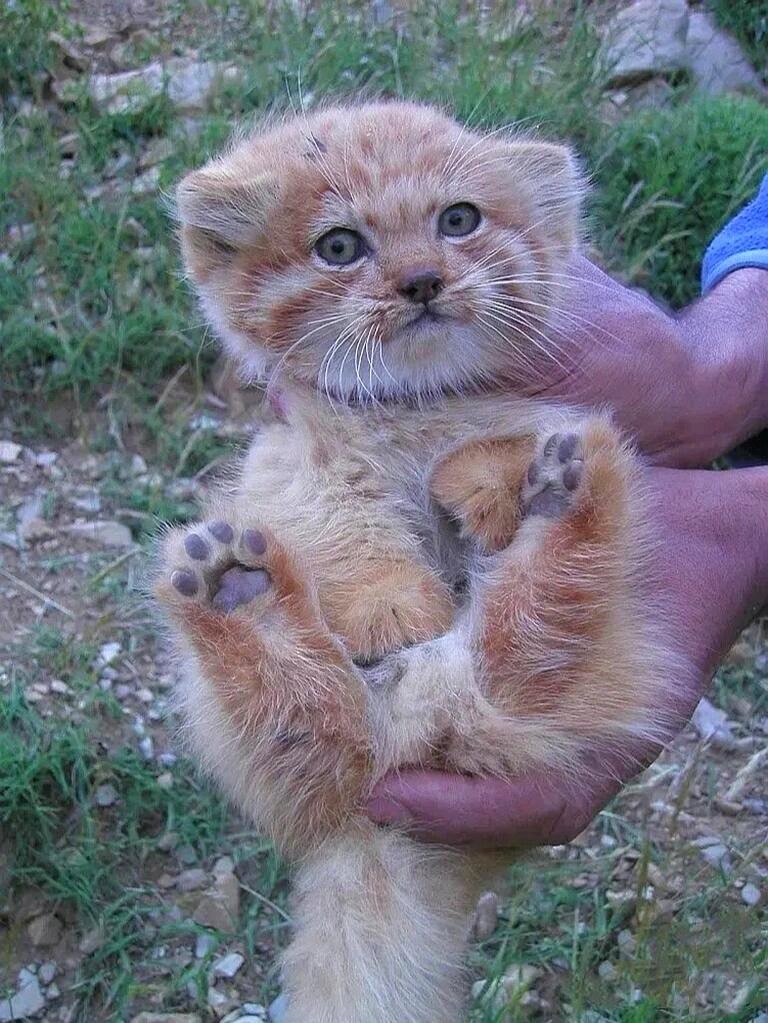 DailyMantle3's tweet photo. we interrupt our daily program to post this orange https://t.co/RmYc3LSWDP