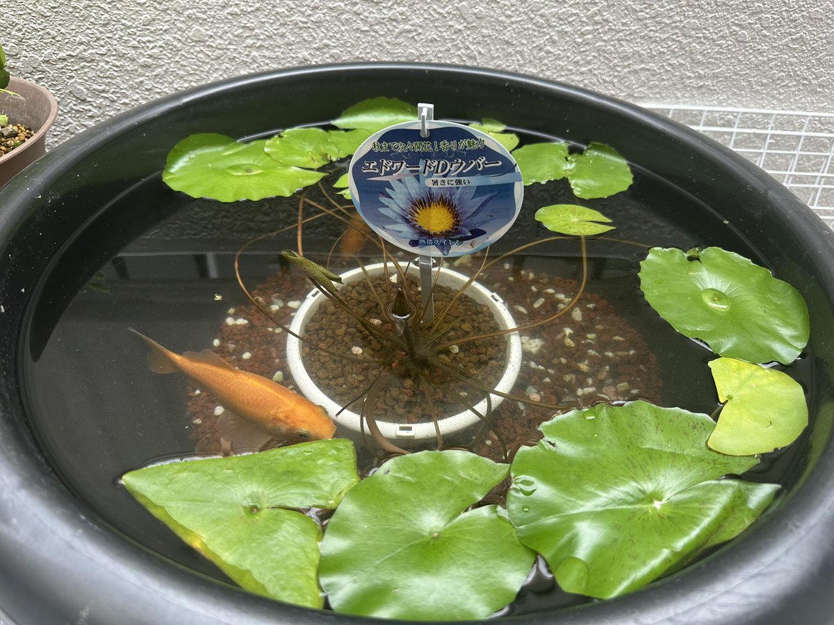 Nacisess's tweet photo. 最近水蓮を育てる、朝は花が咲くけど夜は閉じる、面白いね(￣∀￣)
今日金魚も移してた！元気に泳いでる𓆛𓆜𓆝𓆞𓆟♪ https://t.co/ED5wZspmam