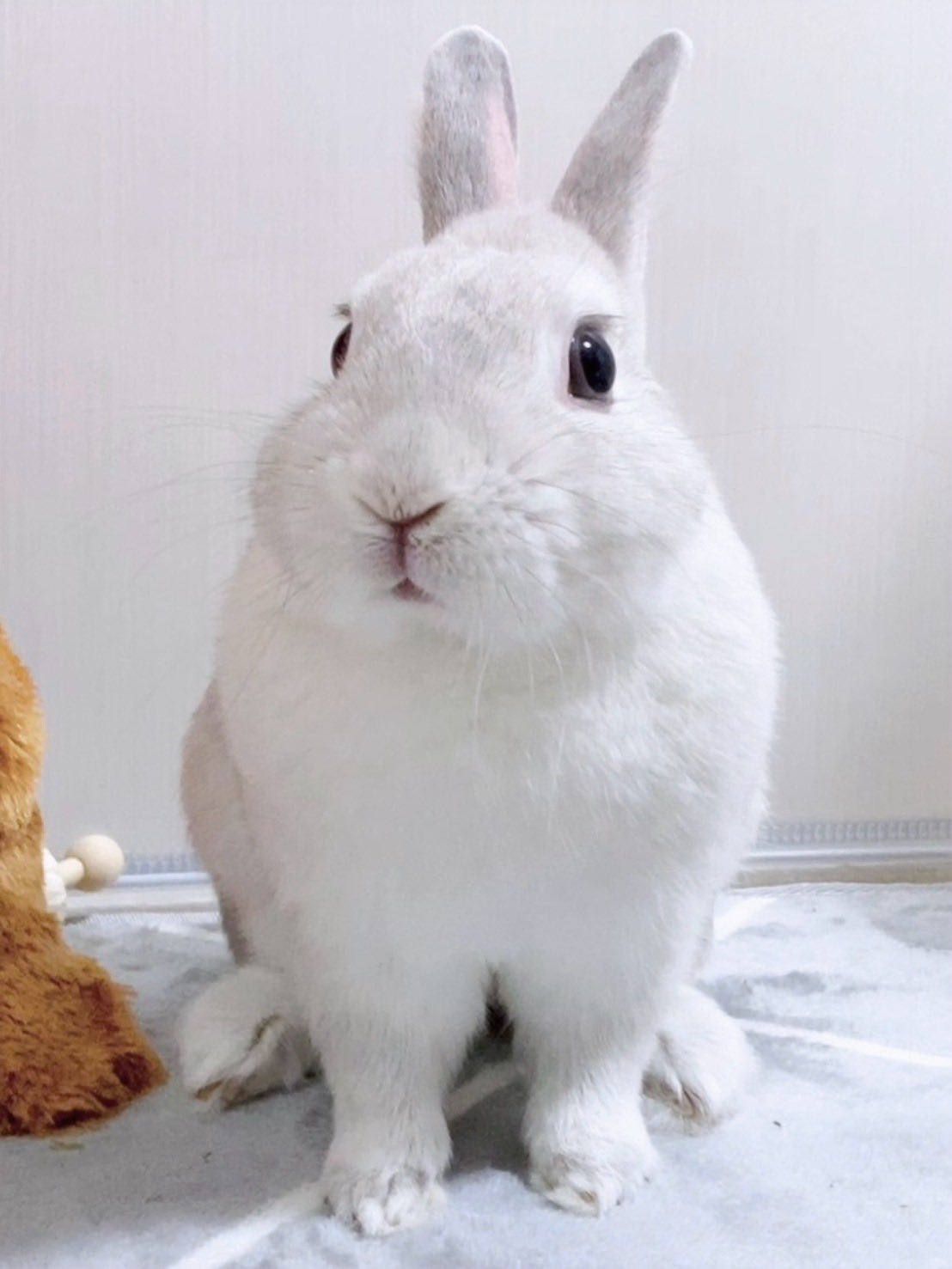 🍄う🐰 on X: 