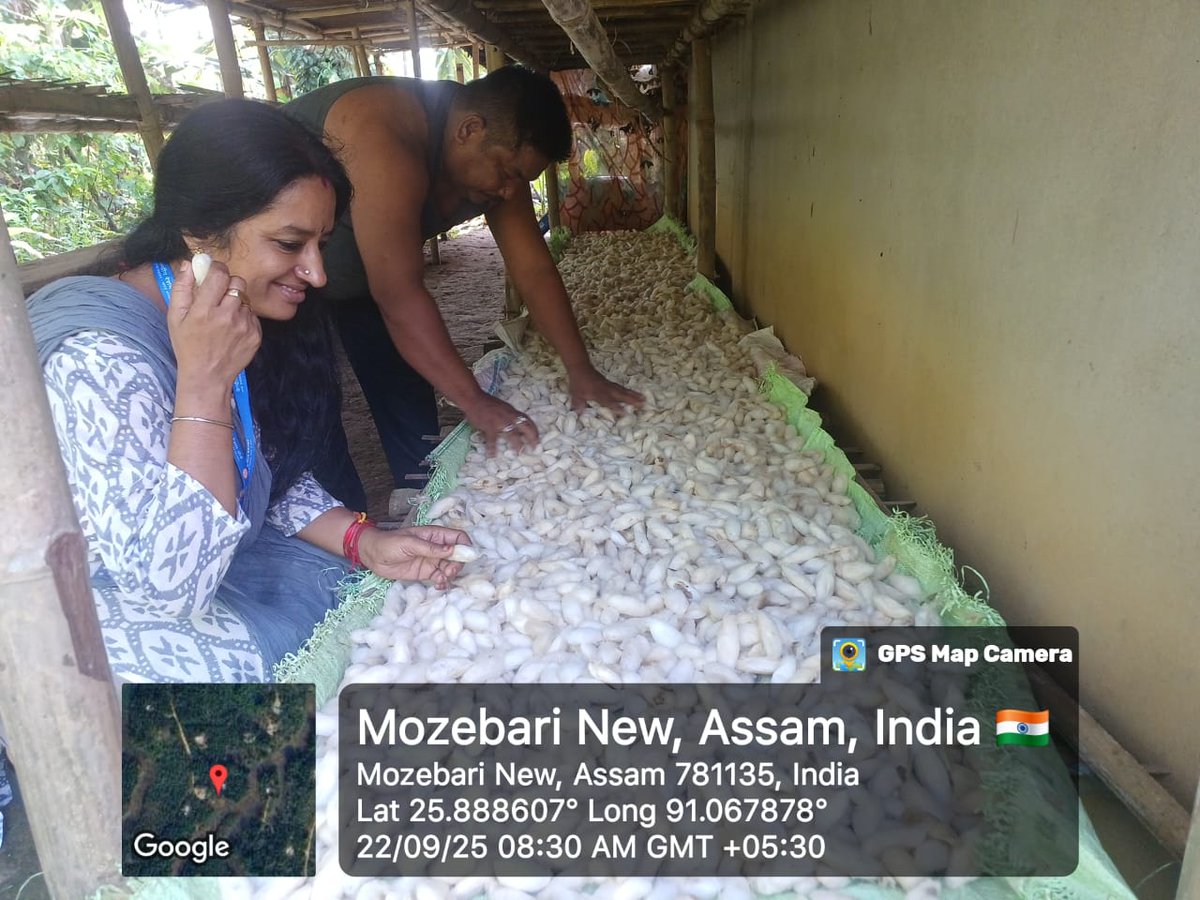 MssoSilk's tweet photo. Eri seed cocoon procurement by CSB P2 EBSF Topatoli from ASRs at NamTarabari, Goalpara,  Assam, for upcoming Eri commercial grainage.
DFLs to be supplied to Assam, UP, Bihar, Uttarakhand &amp; other states, boosting Eri raw silk upscaling beyond NE under SS2. @csbmot @TexMinIndia https://t.co/CRmPxorq1D