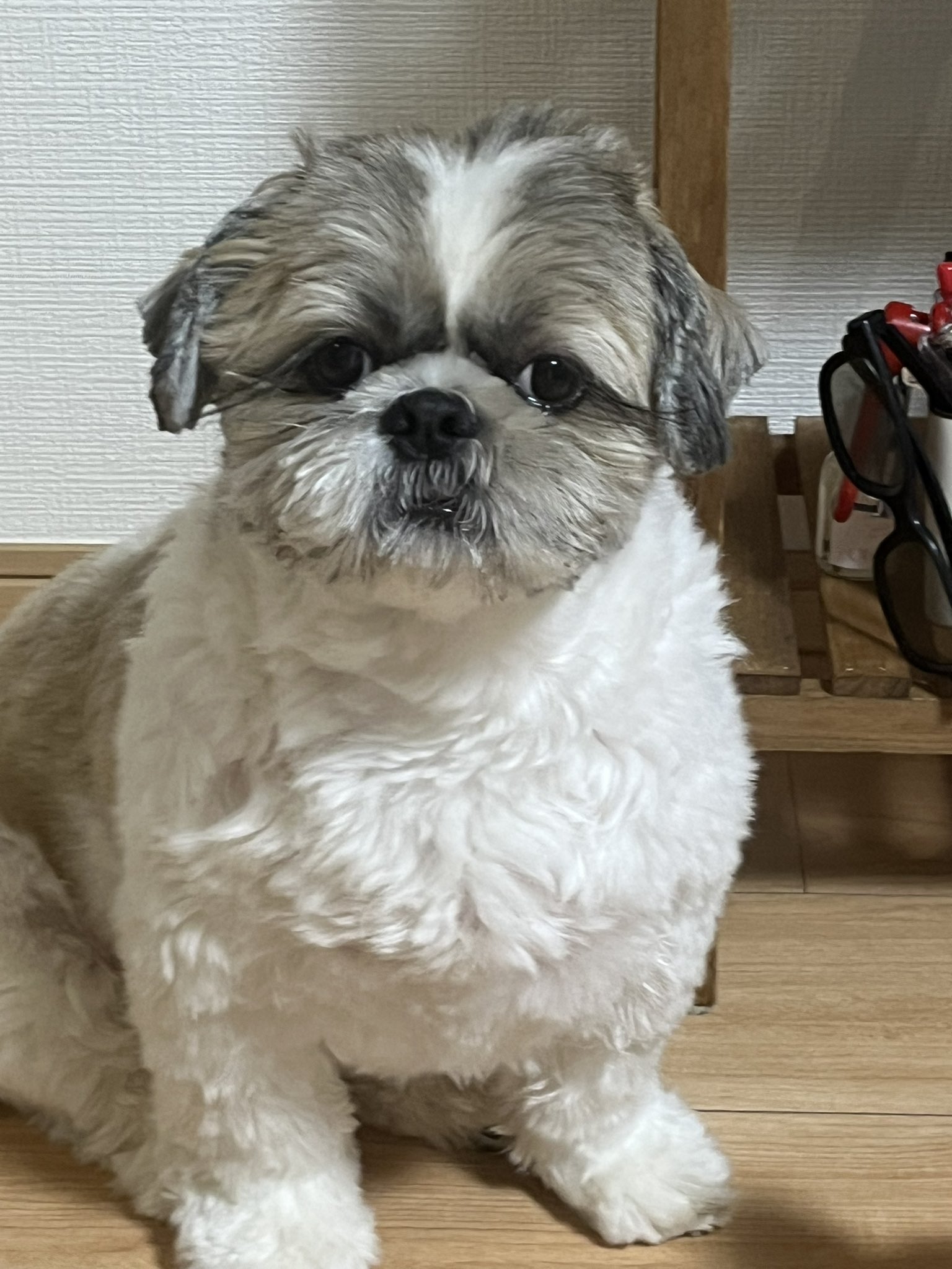 シーズー犬ページです♡ 2023年09月3日生まれ:ミックス犬（ペキニーズ×シーズー）No006