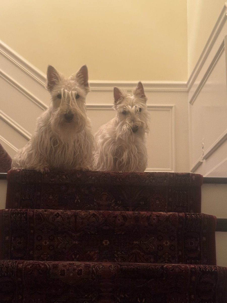 rozcar28's tweet photo. Top of the morning to ya! #Dogs #Scottishterrier #MondayReady https://t.co/CREPphuxOS