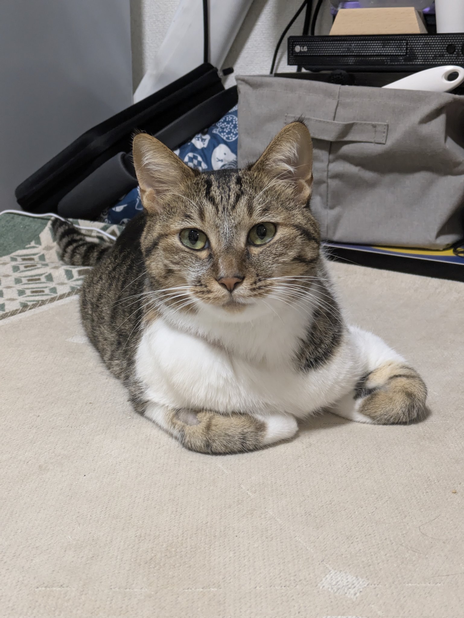 猫のテト on X: 