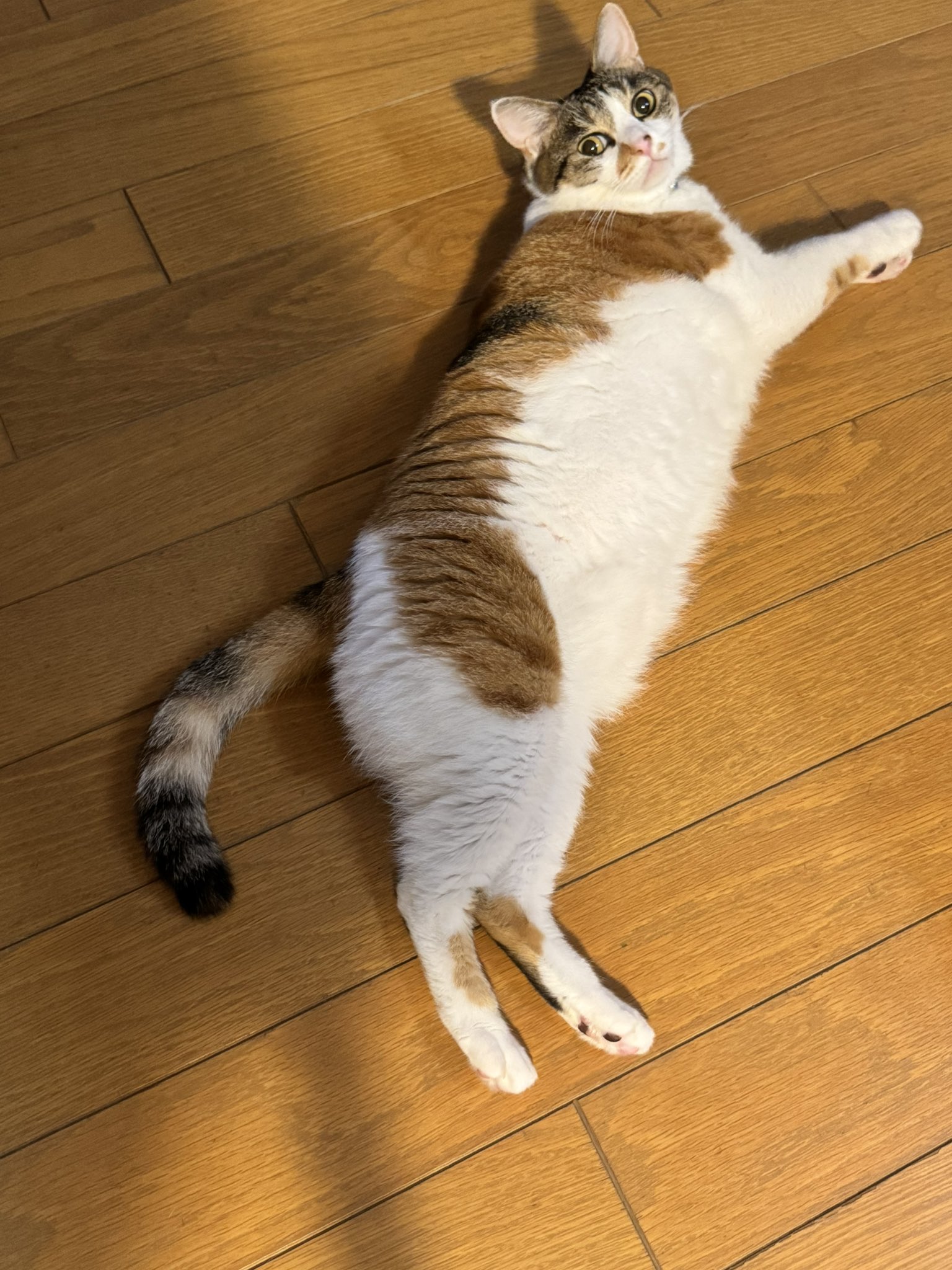三毛猫姉妹くきくらと飼主の道 on X: 