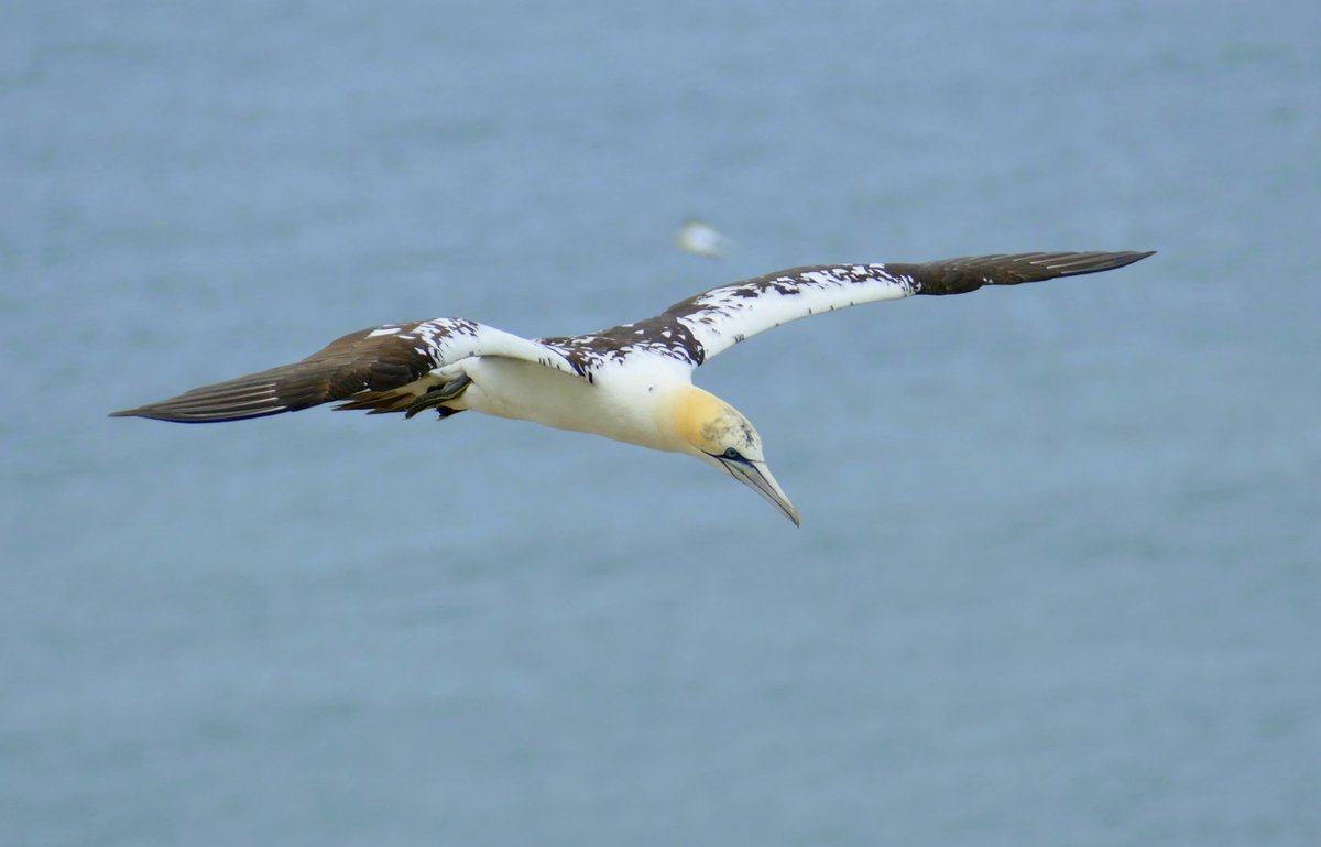 AlanDaviesbirds's tweet photo. New bird blogs posted about our birding adventures please have a look here...
https://t.co/Km5rTMk4UH
Many thanks. Seabirds and waders provide most of the excitment. #birds #birdwatching #birding #blog #birdblog https://t.co/GWE5Az17nJ