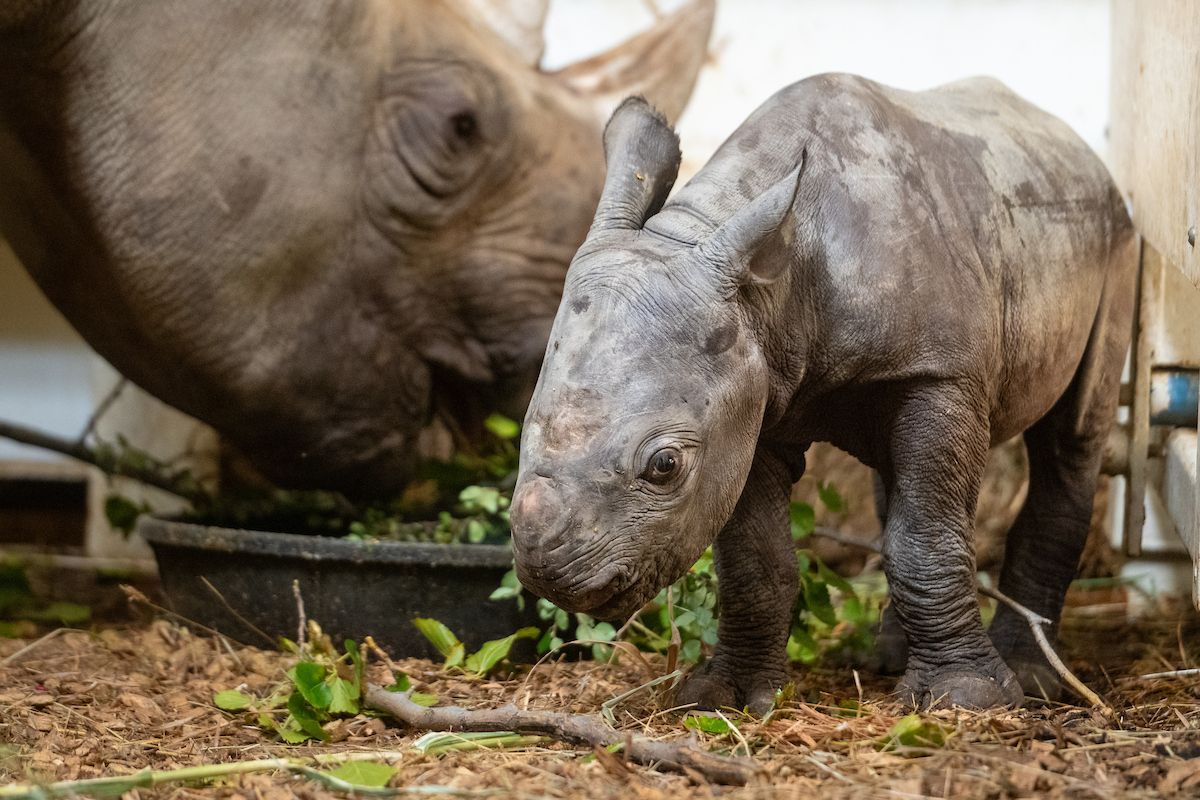 clemetzoo's tweet photo. We’ve got BIG news about a little arrival! Just in time for #WorldRhinoDay, we are excited to announce the birth of an Eastern black rhino calf, born Sept. 13 at the Cleveland Metroparks Zoo! https://t.co/jbDihGnpqV