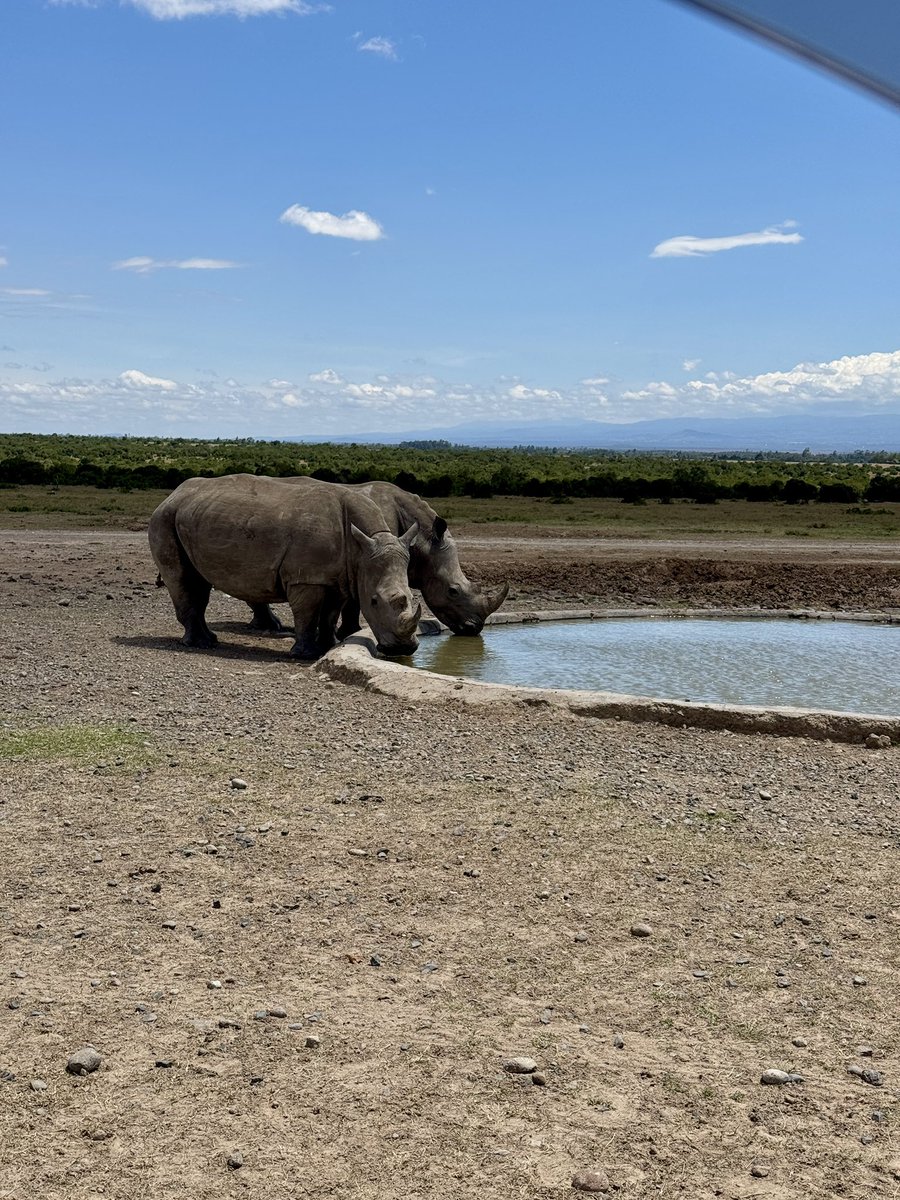 #WorldRhinoDay!
Loved my recent visit to <a href="/OLPejeta/">Ol Pejeta</a>. Unmatched rhino sightings in Kenya. But why does getting in feel like applying for a visa? No one needs my email to enjoy wildlife. Let’s get that entry process down to 5 minutes pls. The rhinos aren’t the ones delaying us.