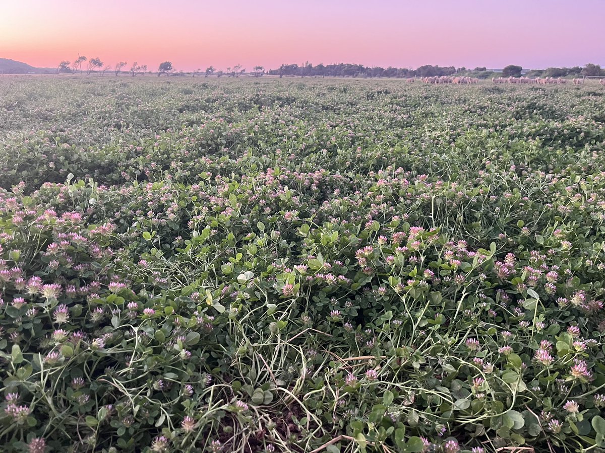 Now that is not wheat