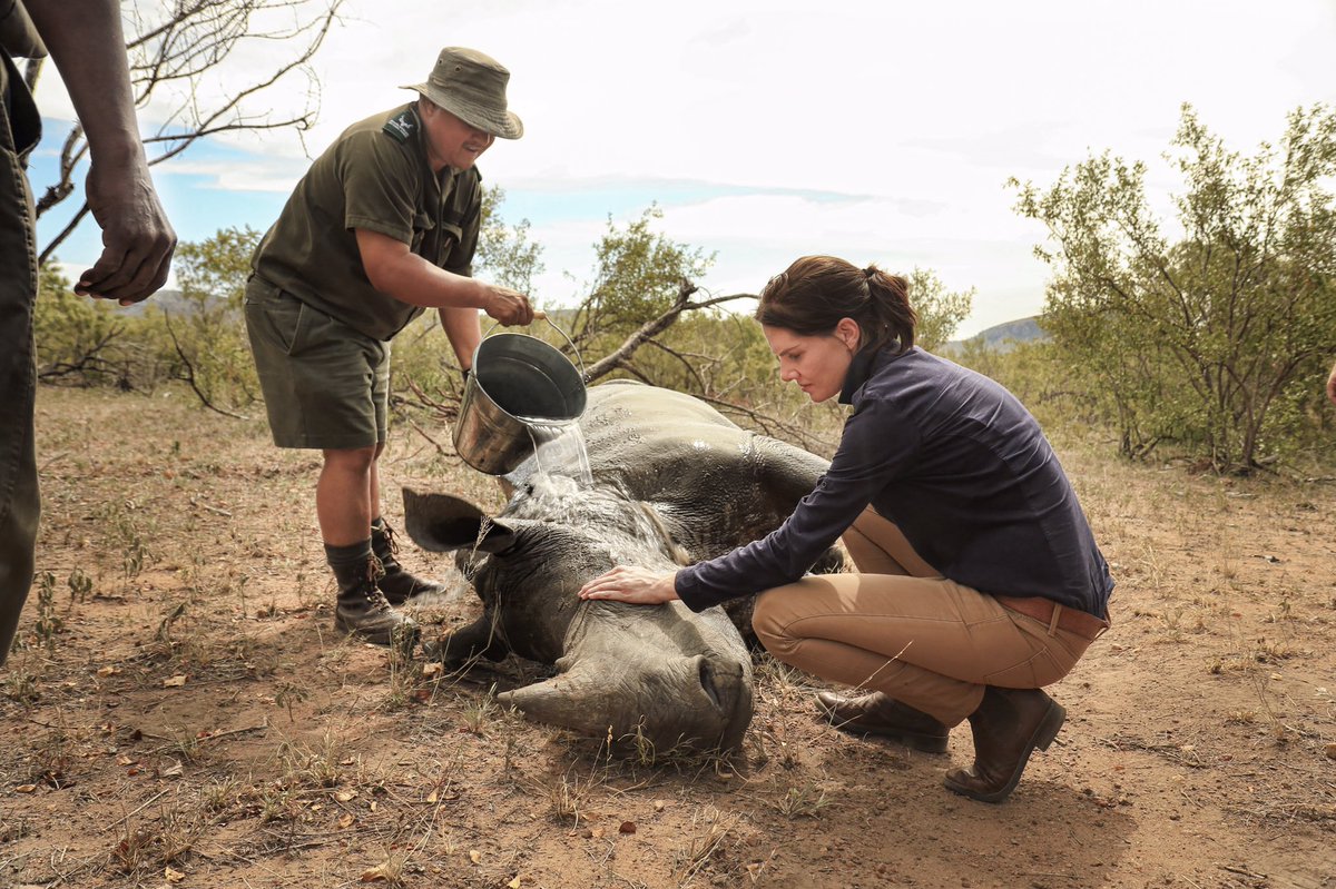 Bonne_de_Bod's tweet image. Today the 22nd Sept is World Rhino Day and while it is celebrated all over the world, our country is home to most of the world's rhinos. For me this is quite a sobering thought. These iconic animals are part of our South African heritage (which we will be celebrating in 2 days)..
