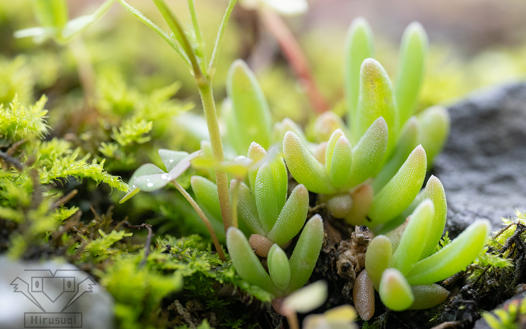 ❀そるまるす❀荒天・猛暑日は植物発送不可専用4種 ❀そるまるす❀荒天・猛暑日は植物発送不可専用4種