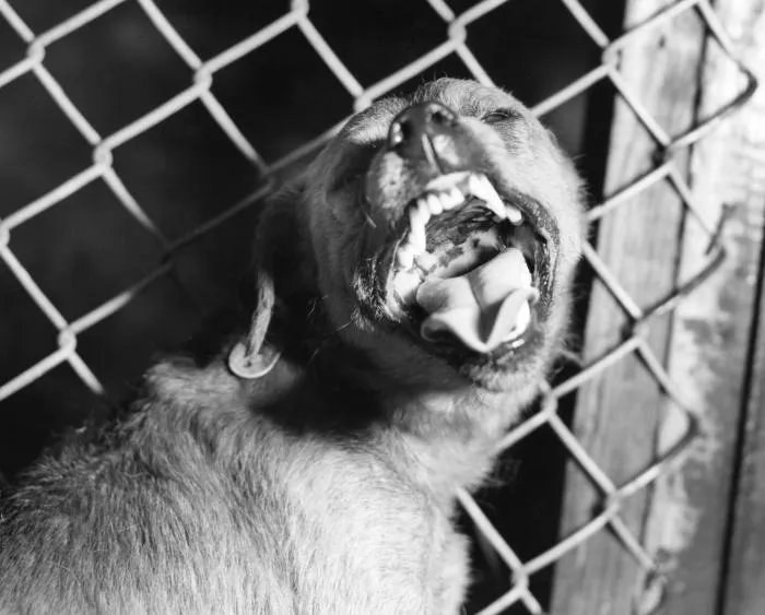 #Malaysia: 2 #rabies deaths reported in #Sarawak open.substack.com/pub/outbreakne…