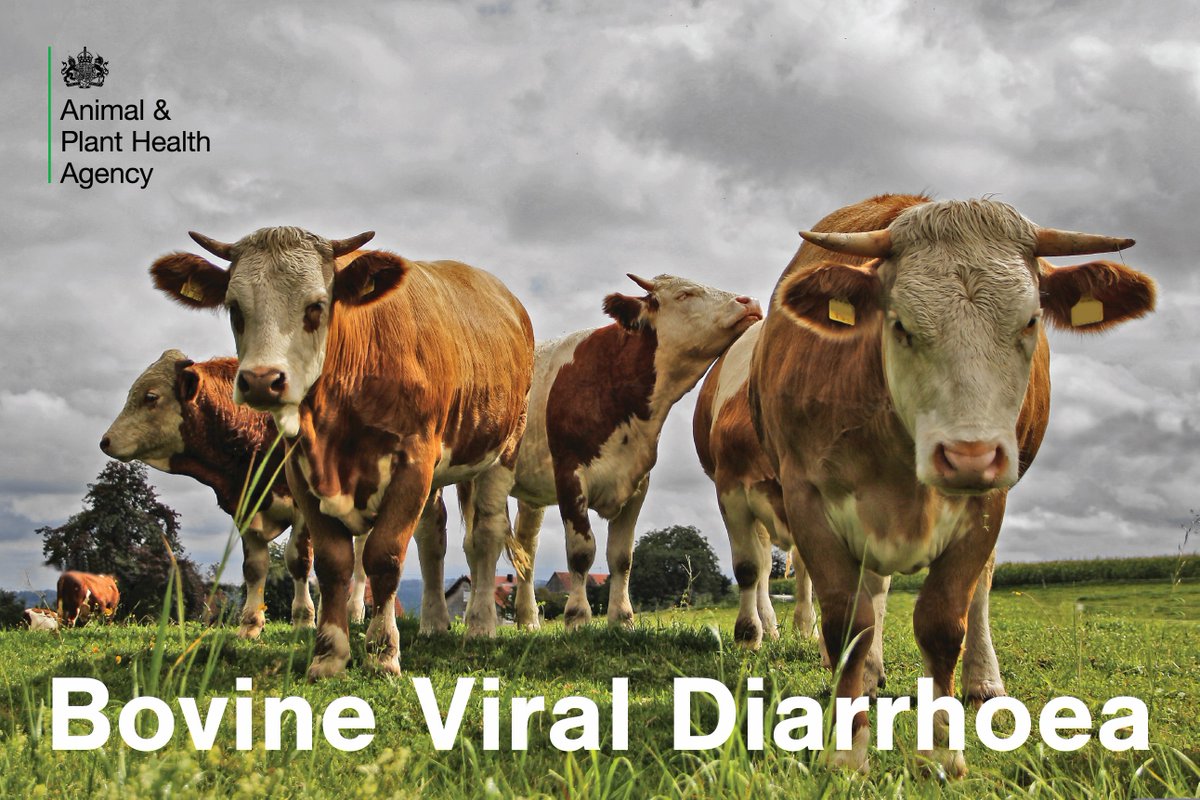 APHAgovuk's tweet image. In our latest #APHAscience blog, Dr. Amin Asfor talks about APHA&apos;s work to address the threat of Bovine Viral Diarrhoea, a hidden cattle virus.

Read about this important work and how it could change farming, food safety and global animal health:
aphascience.blog.gov.uk/2025/09/22/bov…