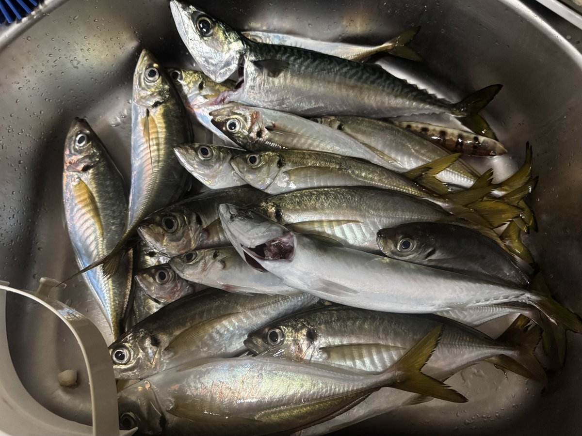 フィッシング - Search / X