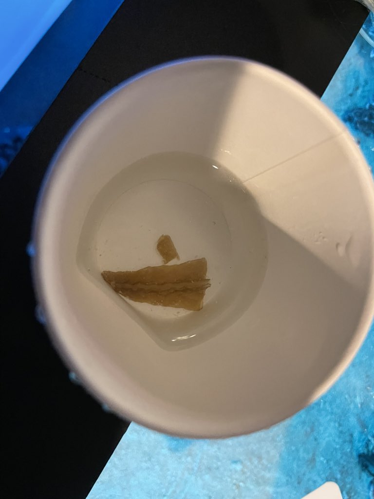 【公式】古代生物ミュージアム、クラゲ専門店Atolla（幻想クラゲ館） tweet media