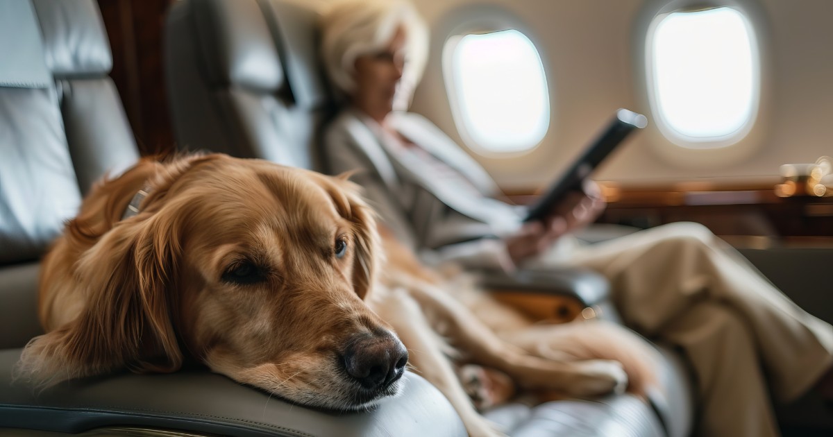 Air Travel With Large Dog: Essential Tips for Stress-Free Flights
