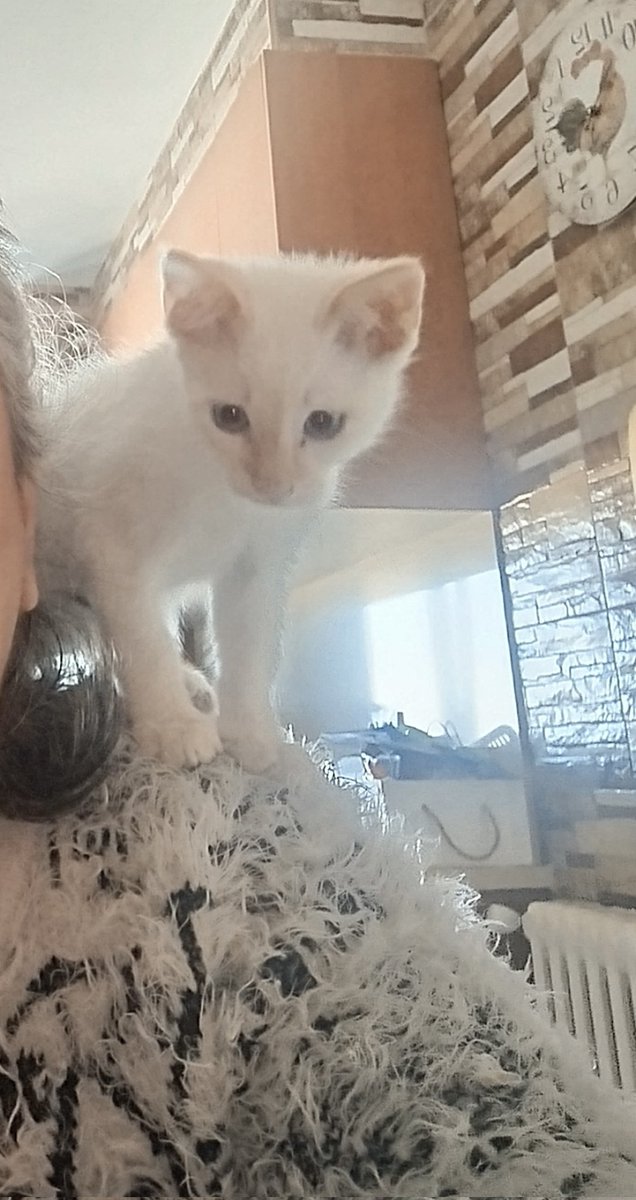 Tengo una gatita,o será un lorito? Es Nube nueva miembra de la casa,es adorable.❤️❤️❤️