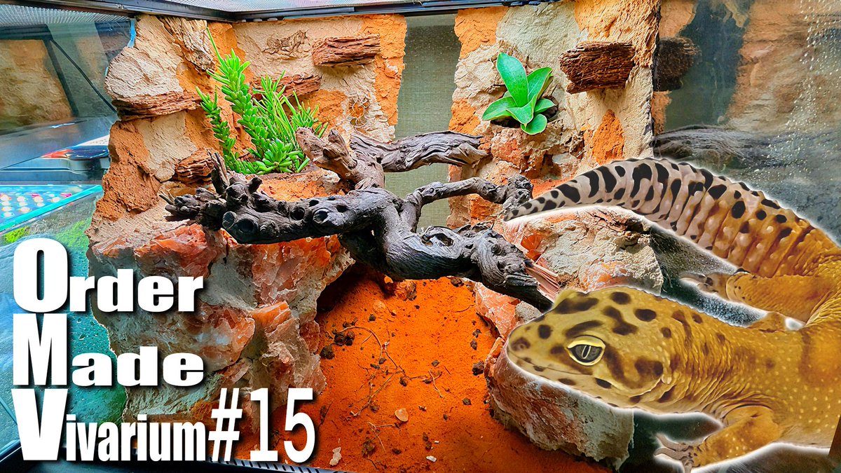 レオパ愛好家 レオパ愛好家 GJFQLsTaEAAhwbO.jpg:large