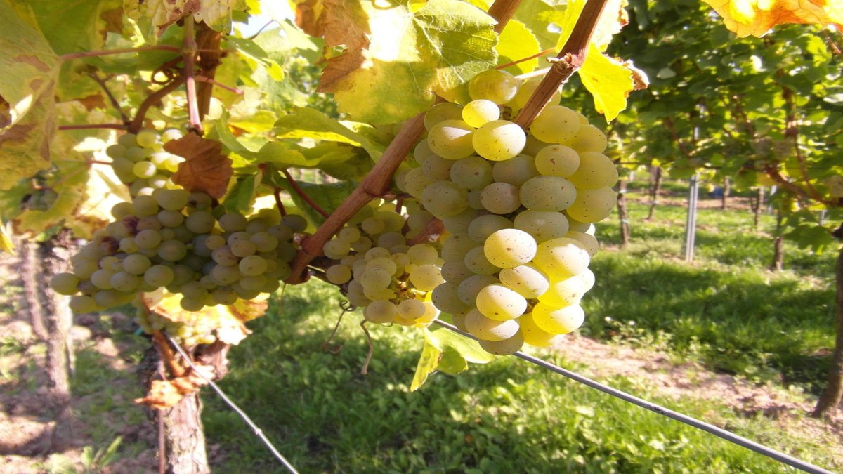Millaven1's tweet photo. La magia de la vendimia: tradición, esfuerzo y vino

#cultivos #jardín #cultivar #primavera #tractores #CanAm 

https://t.co/cR0qf2r0fJ https://t.co/Jo9mHoeYlR