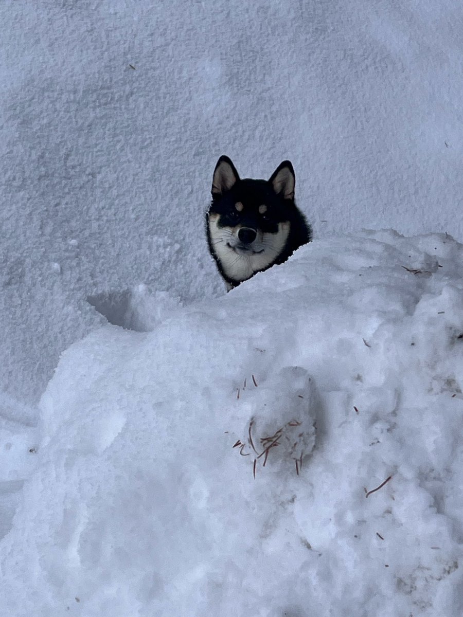 黒柴くぅ (@kuu_kuroshiba) / Posts / X