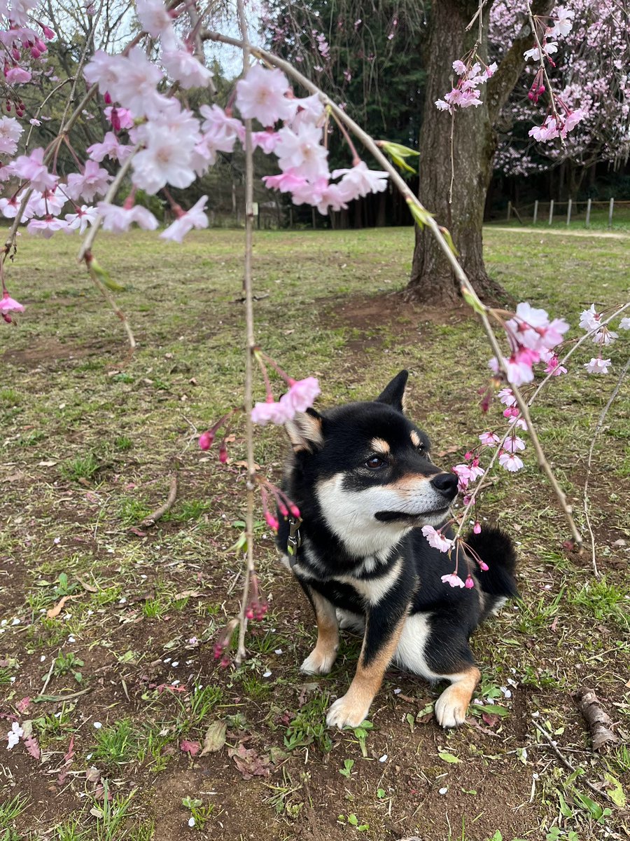 黒柴くぅ (@kuu_kuroshiba) / Posts / X